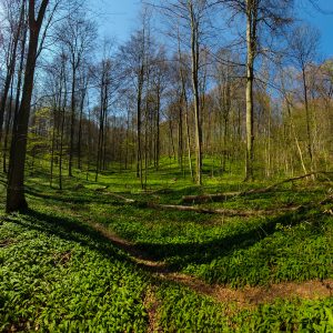 Spring