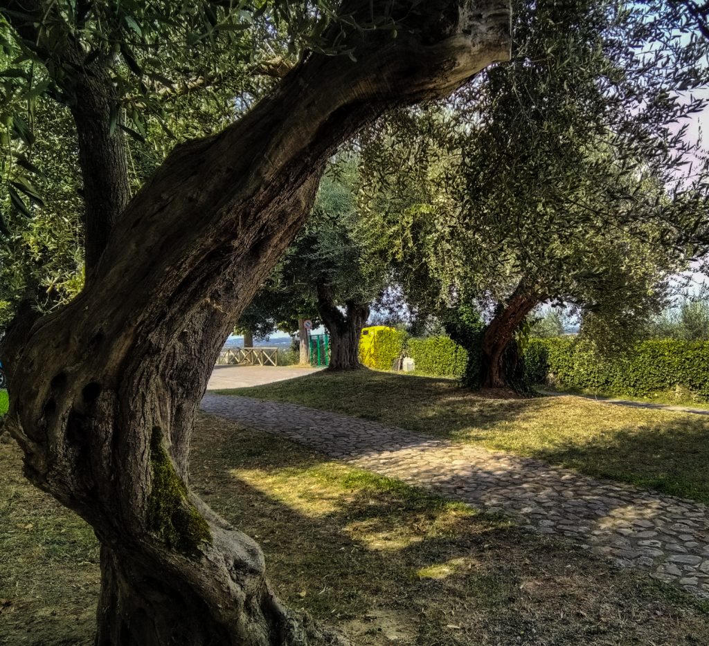 Castiglione del Lago, Lago Trasimeno